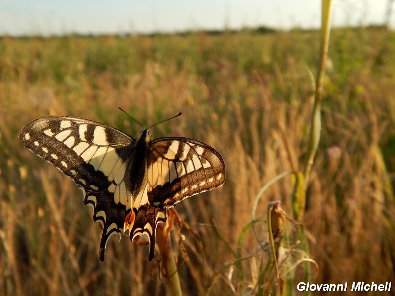 Papilio machaon